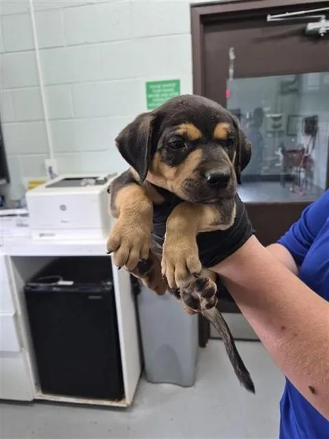 A baby small-sized male German Shepherd Dog dog named Hiccup for adoption in Corpus Christi, TX