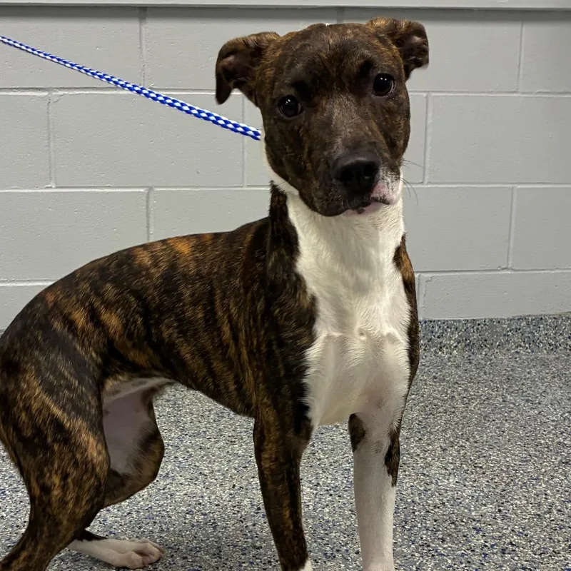 A young medium-sized female Brown / Chocolate Mixed Breed dog named Aaliyah for adoption in Greenville, SC