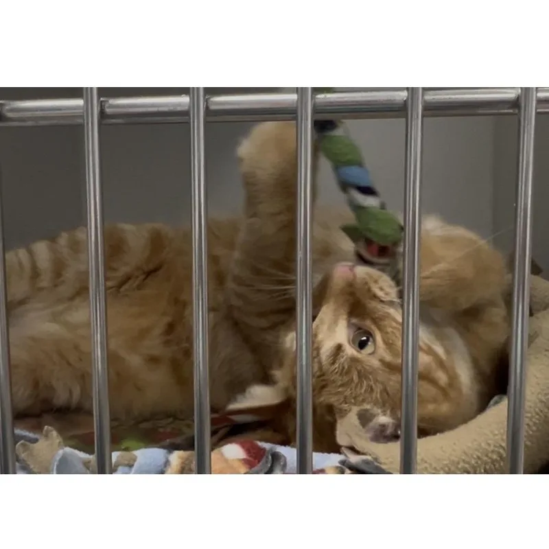 An adult large-sized male Orange / Red Domestic Short Hair cat named Portobello for adoption in Chaska, MN