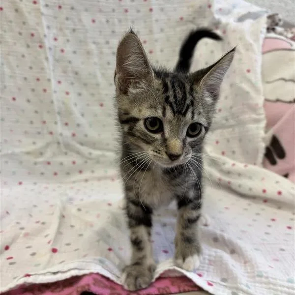 A baby small-sized male Brown / Chocolate Domestic Short Hair cat named Bay for adoption in Long Beach, CA