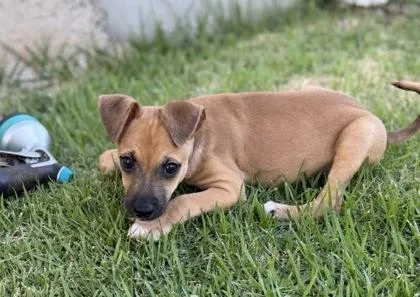 A baby small-sized male Terrier dog named Banjo for adoption in Honolulu, HI