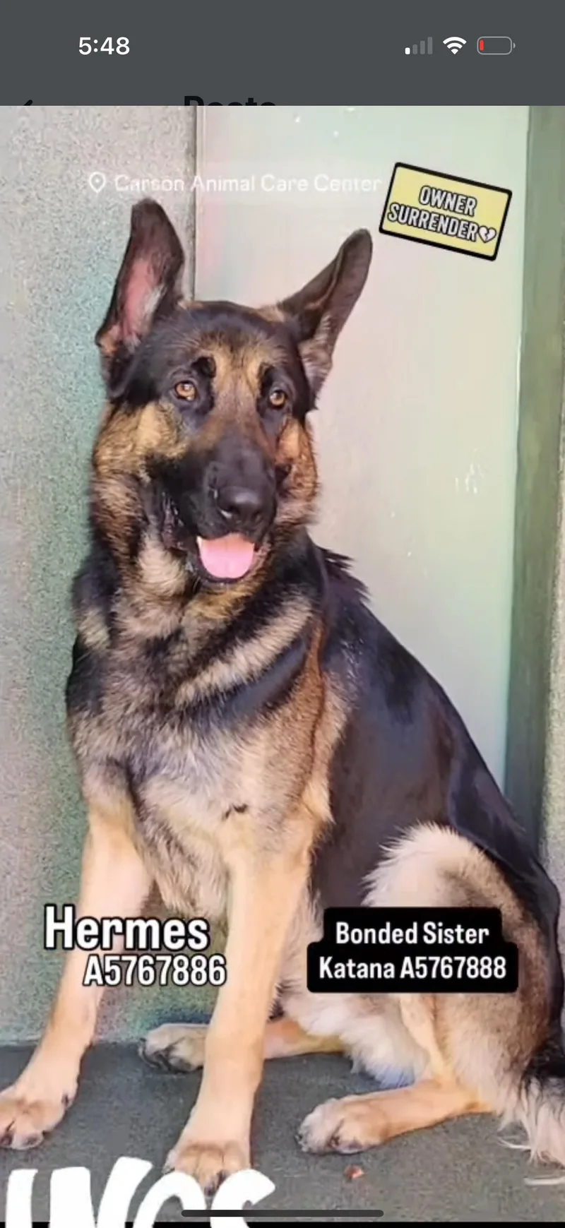 An adult large-sized male German Shepherd Dog dog named Hermes for adoption in Los Angeles, CA