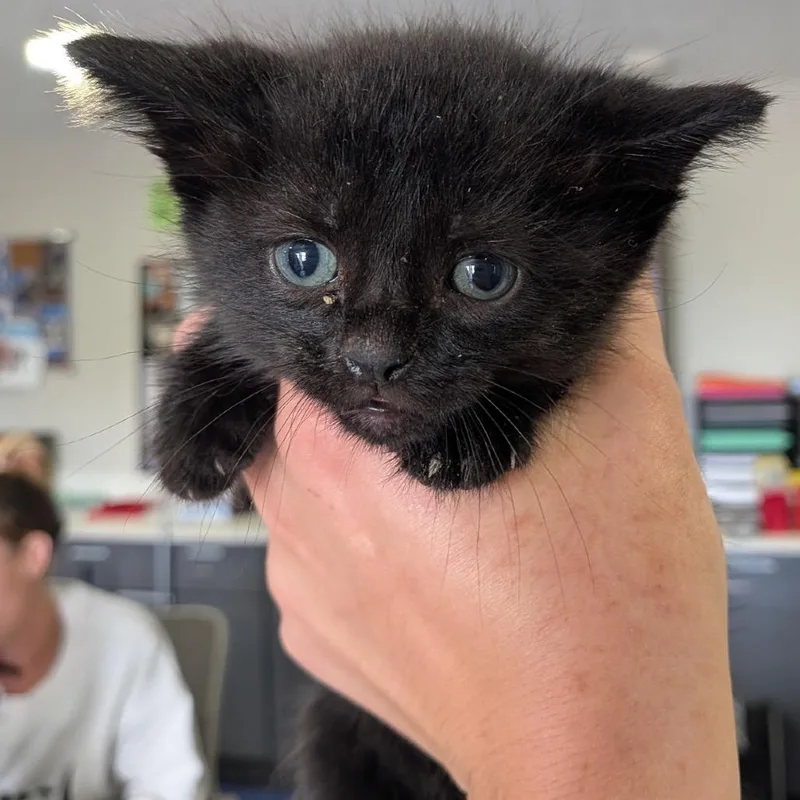A young medium-sized male Black Domestic Short Hair cat named Tupac for adoption in Anderson, TX