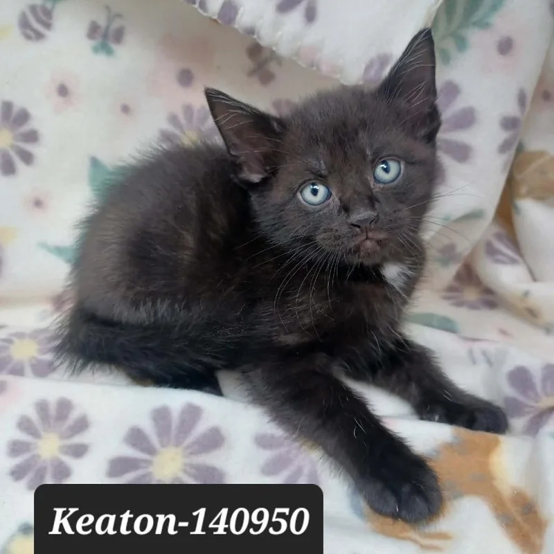 A baby small-sized male Domestic Short Hair cat named Keaton for adoption in New Tazewell, TN