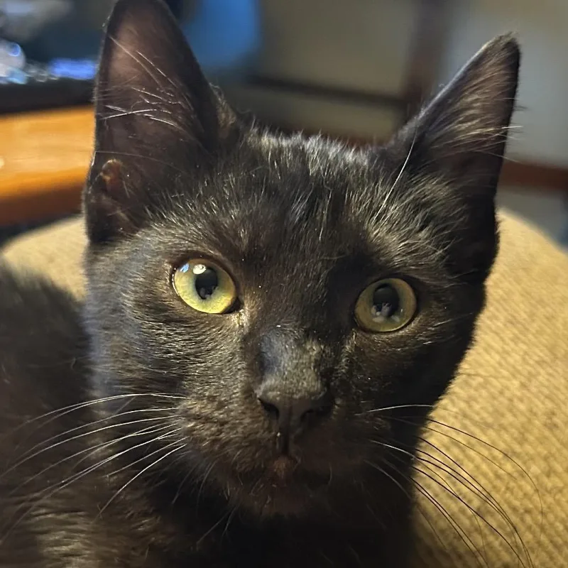 A baby small-sized male American Shorthair cat named Nat King for adoption in mount vernon, AR