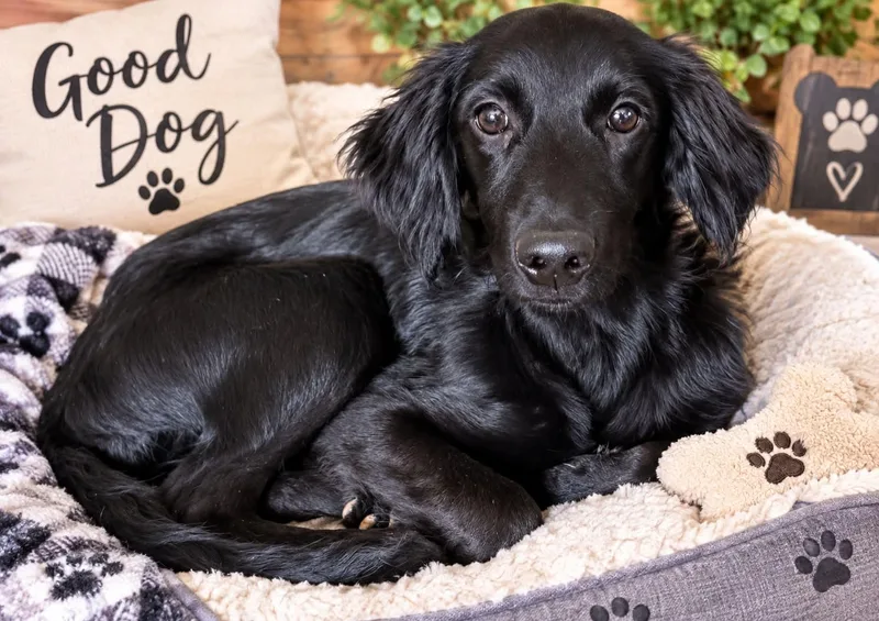 A young large-sized female Golden Retriever dog named Demi for adoption in Mobile, AL