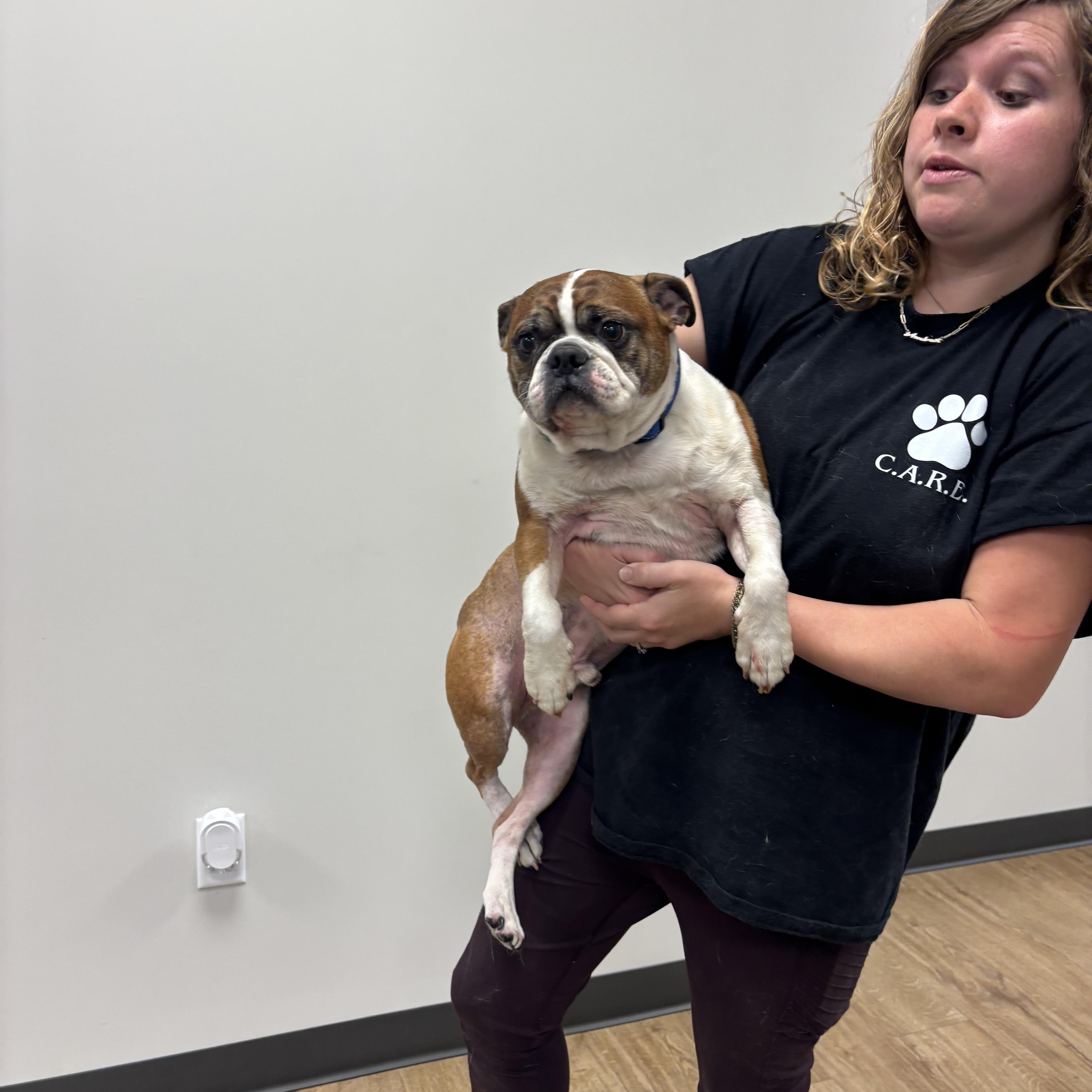 A young small-sized male Brindle Boston Terrier dog named Frank for adoption in Cordova, TN