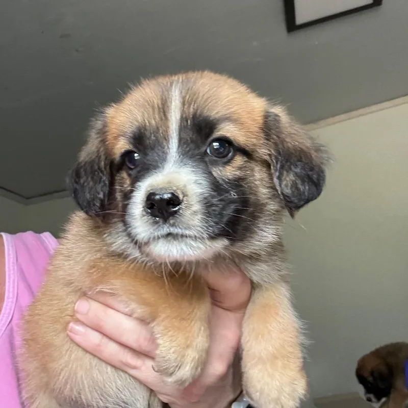 A baby medium-sized male Yellow / Tan / Blond / Fawn English Springer Spaniel dog named Memphis for adoption in Hattiesburg, MS