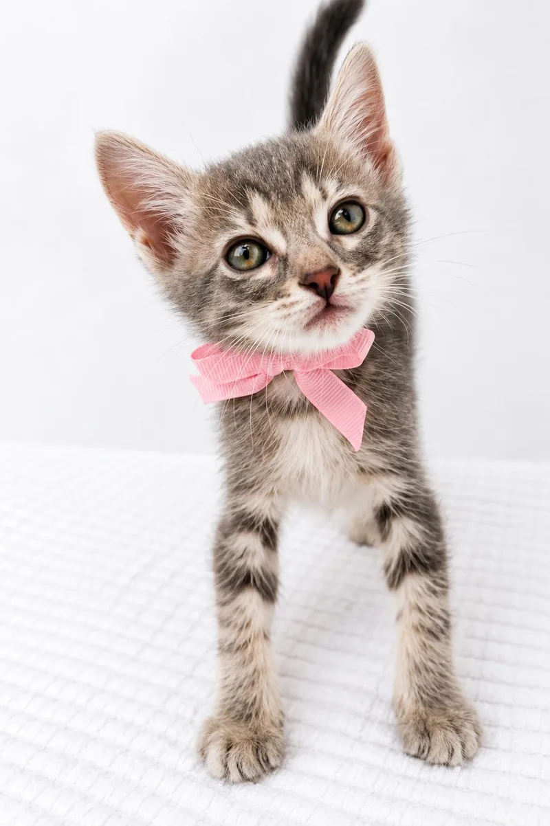 A baby small-sized female Domestic Short Hair cat named Peanut for adoption in Long Beach, CA