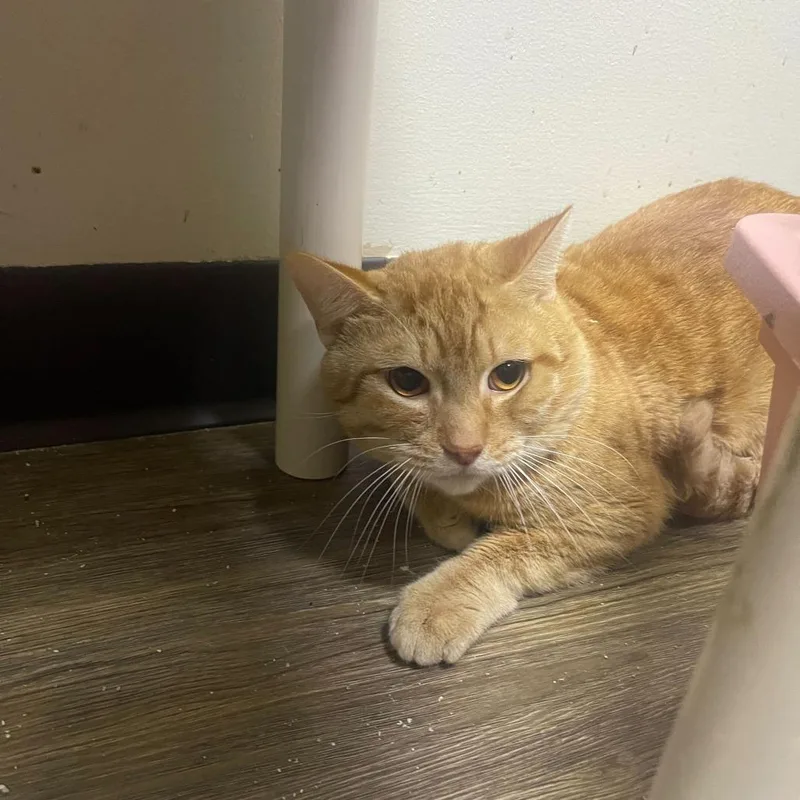 An adult medium-sized male Orange / Red Domestic Short Hair cat named Paul for adoption in Bedford, NH
