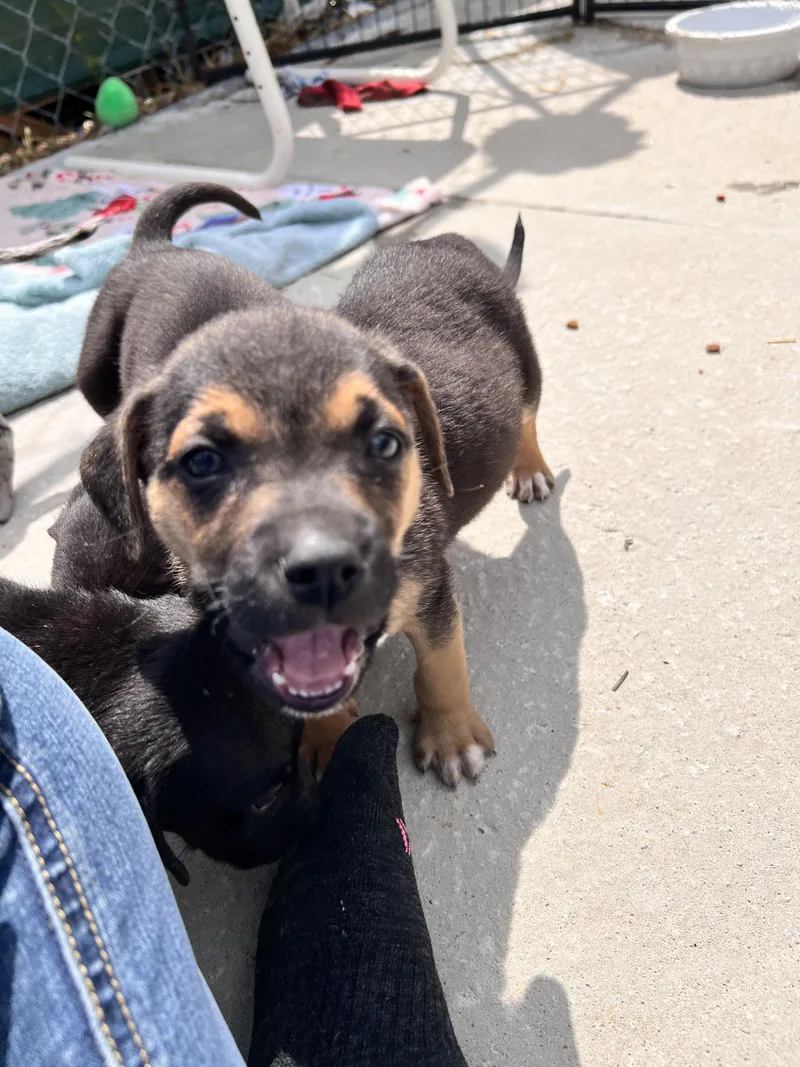 A baby large-sized male Catahoula Leopard Dog dog named Hogan for adoption in Tracy City , TN