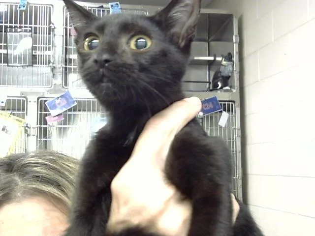 A baby small-sized female Domestic Short Hair cat named Fig for adoption in Pasadena, TX