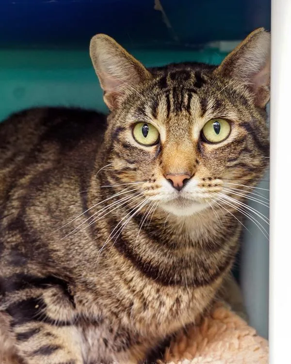 An adult small-sized male Domestic Short Hair cat named Rocky for adoption in Novato, CA