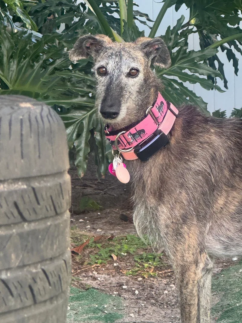 An adult medium-sized female Galgo Spanish Greyhound dog named Xia for adoption in Winter Park, FL