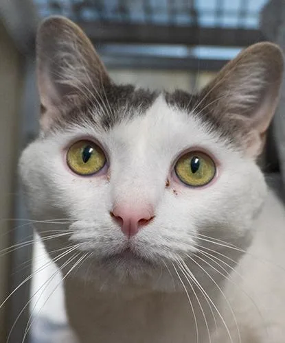 An adult medium-sized female White Domestic Short Hair cat named Morpheus for adoption in Encinitas, CA