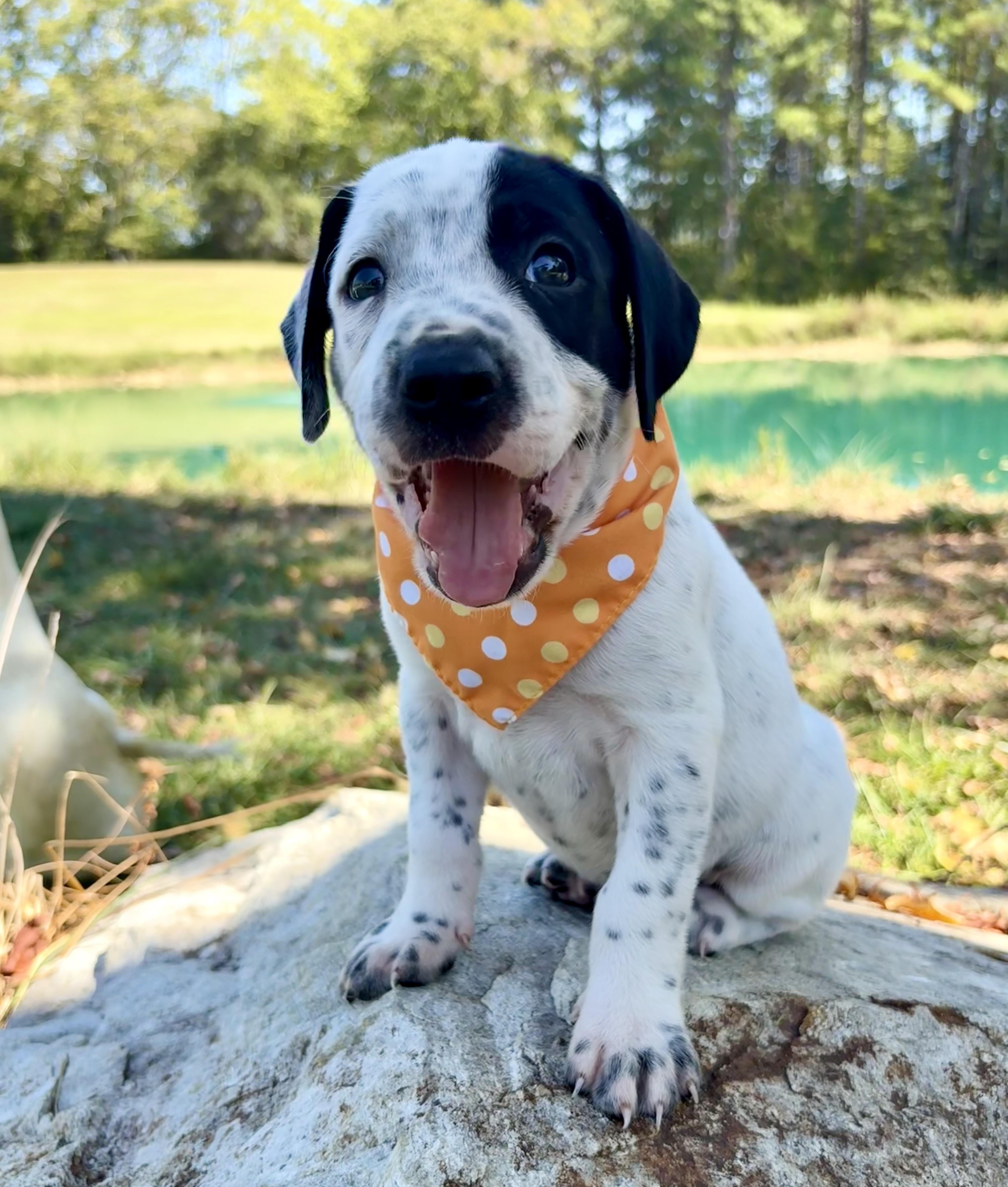 A baby medium-sized male Black Labrador Retriever dog named Scrabble for adoption in Pittsboro, NC