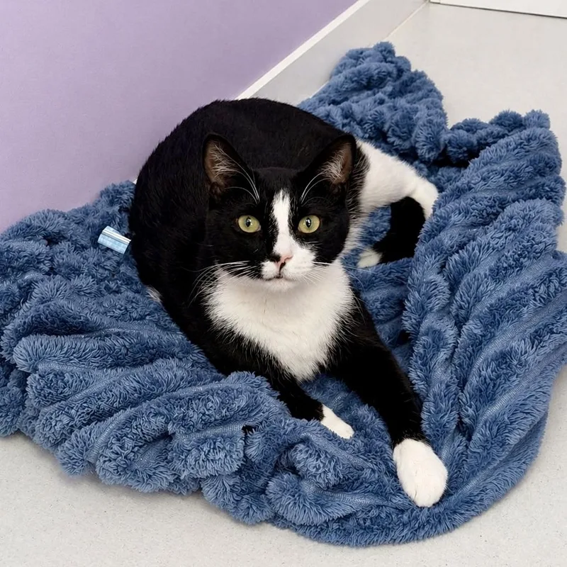 A young medium-sized male Black & White / Tuxedo Tuxedo cat named Geoff for adoption in Bethel, CT