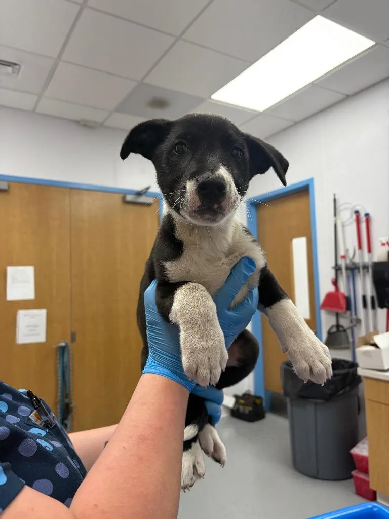 A baby small-sized male Labrador Retriever dog named Jameson for adoption in Hartsville, SC