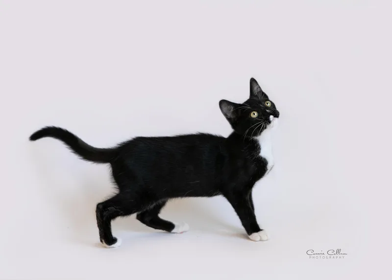 A young medium-sized male Black & White / Tuxedo Domestic Short Hair cat named Orlando for adoption in Homewood, AL