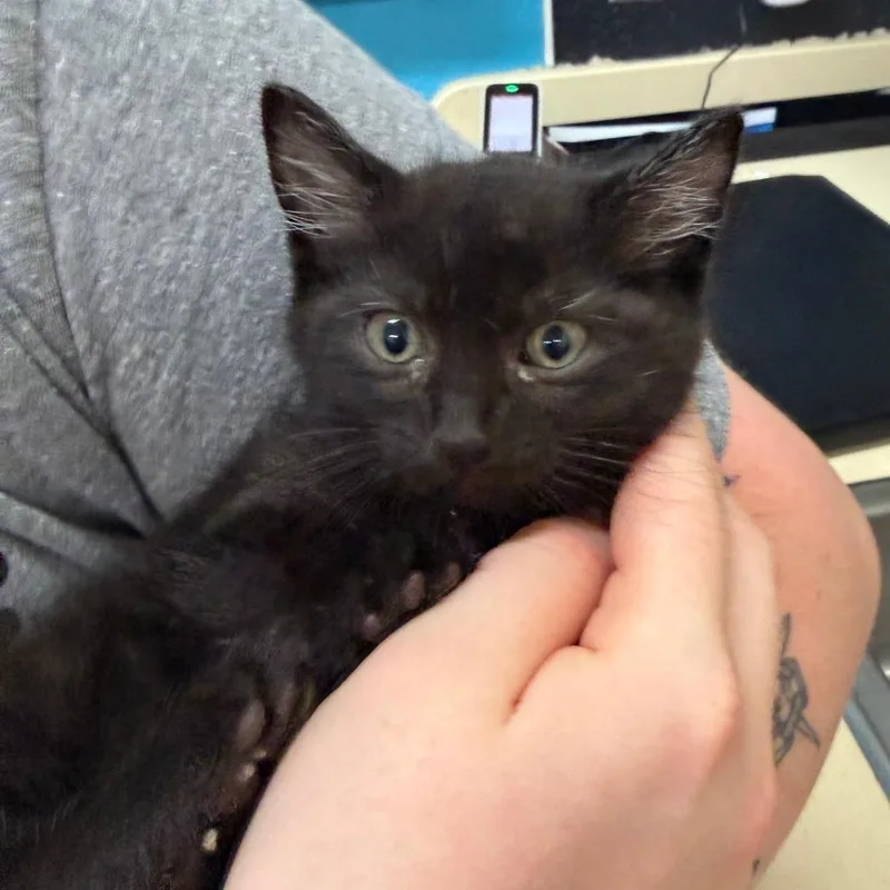 A baby small-sized male Black Domestic Short Hair cat named Fireball for adoption in Ardmore, OK