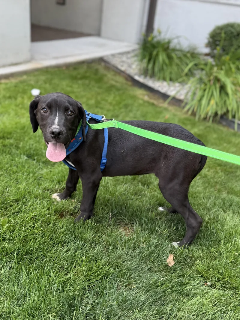 A baby medium-sized male Black Pit Bull Terrier dog named Virgilio for adoption in lynnwood , WA