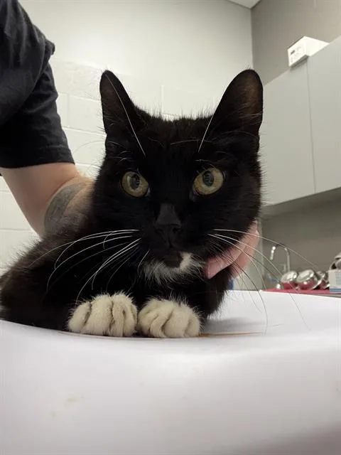 A young medium-sized female Domestic Short Hair cat named Reyna for adoption in Indianapolis, IN
