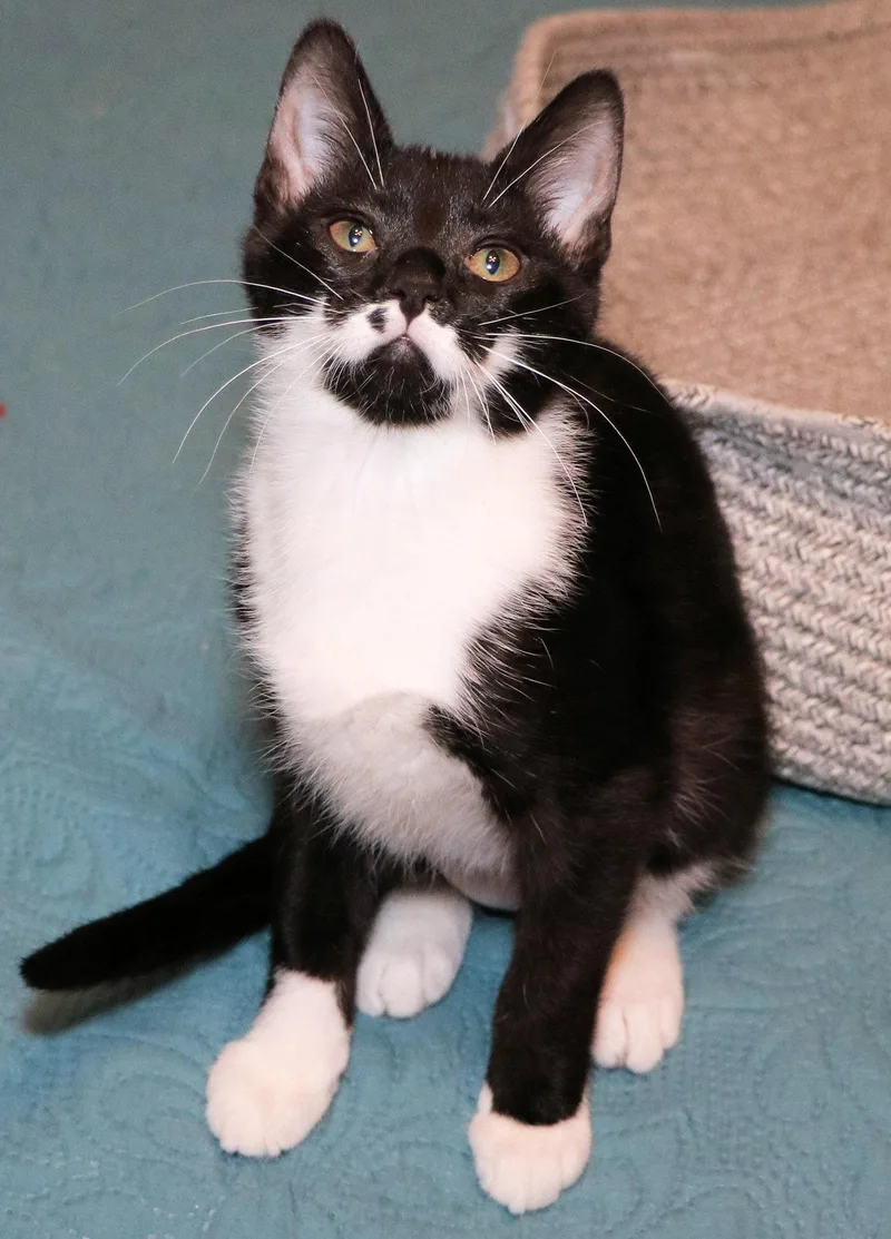 Snickerdoodle thumbnail 2