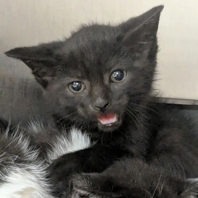 A baby small-sized male Black Domestic Short Hair cat named Vader for adoption in Shinnston, WV