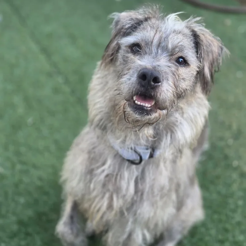 A young medium-sized male Gray / Blue / Silver Terrier dog named Simon for adoption in Baldwin, MD