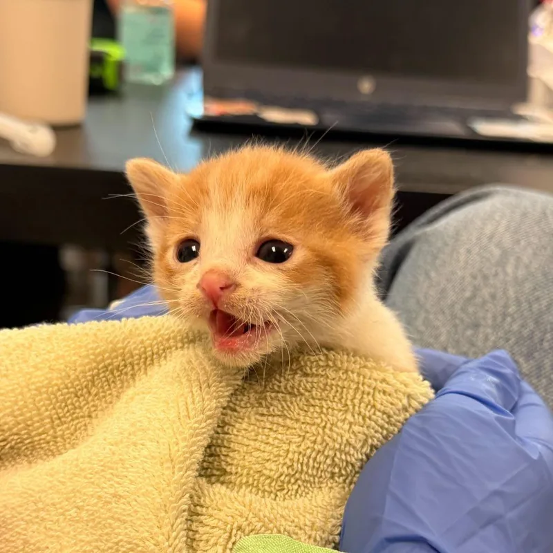 A baby small-sized male Orange / Red Domestic Short Hair cat named Topo Chico for adoption in Los Angeles, CA