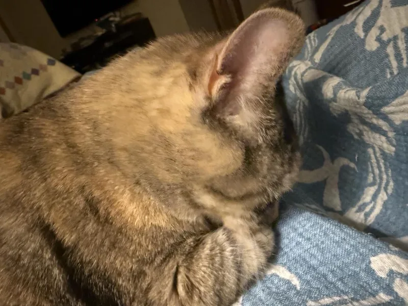 Lily thumbnail 2