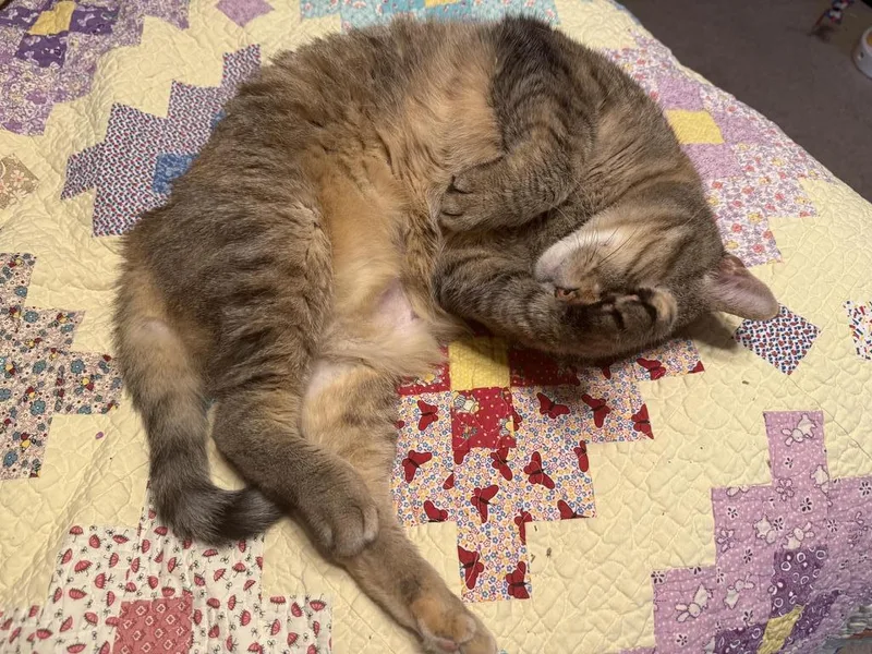 Lily thumbnail 3