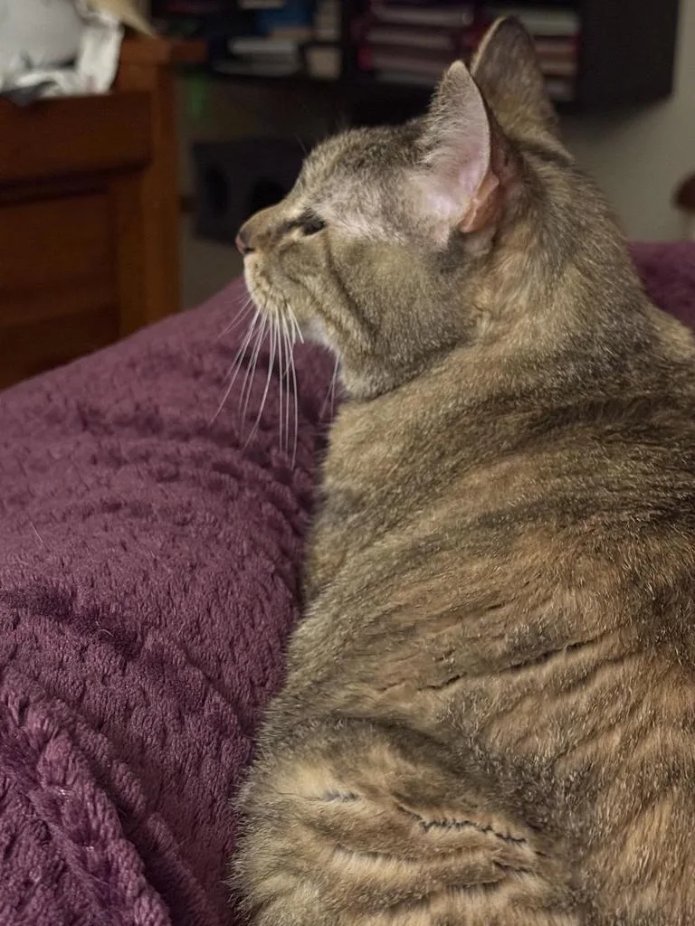 Lily thumbnail 4