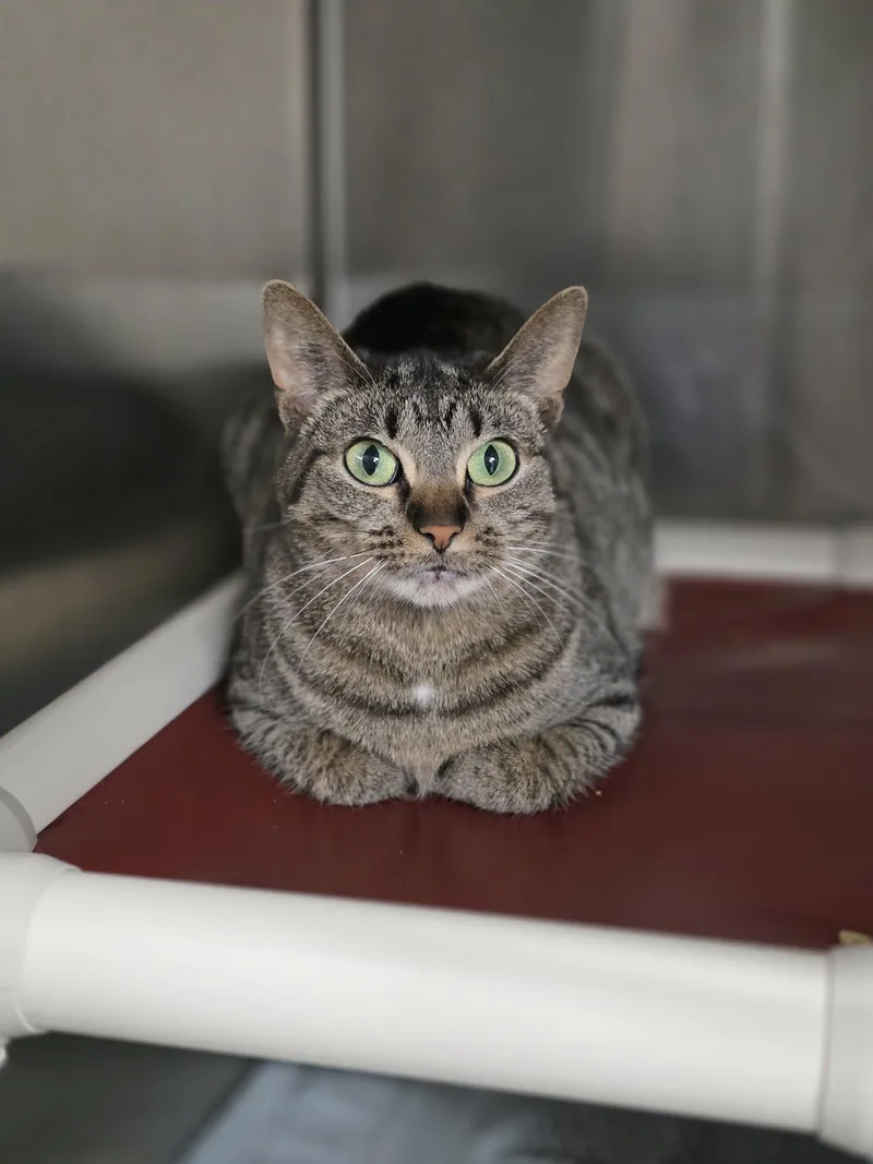 An adult medium-sized female Tabby (Gray / Blue / Silver) Tiger cat named Luna for adoption in Shelby, MI