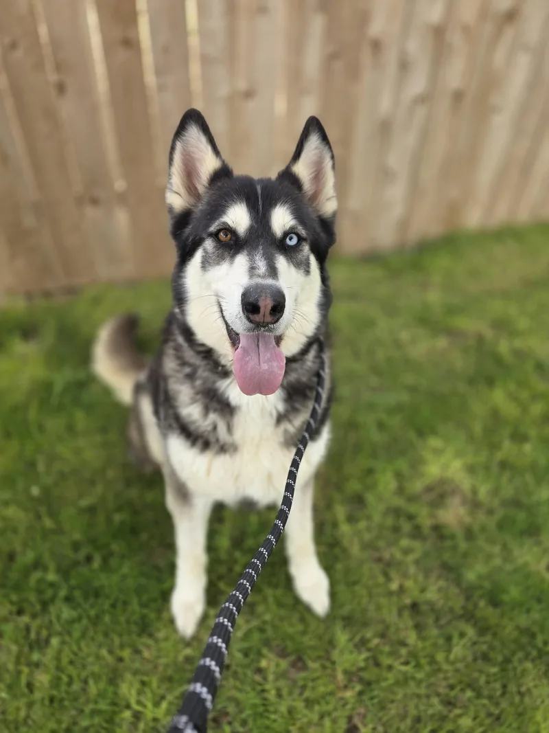 An adult large-sized male Alaskan Malamute dog named Maverick for adoption in Seattle, WA