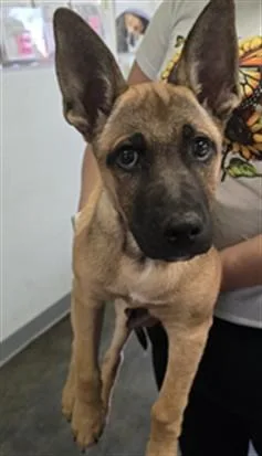 A baby small-sized male Belgian Shepherd / Malinois dog named Gordo for adoption in Los Angeles, CA
