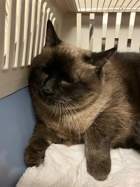 An adult medium-sized male Siamese cat named Penelope for adoption in Long Beach, CA