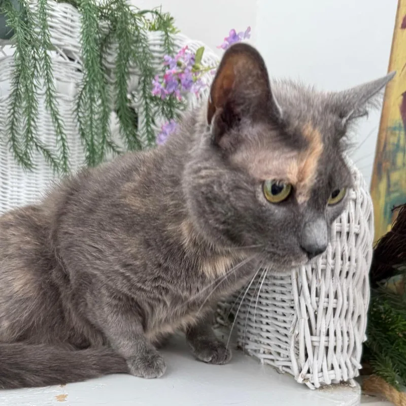 An adult medium-sized female Tortoiseshell Domestic Short Hair cat named Confiki for adoption in Eaton Rapids, MI