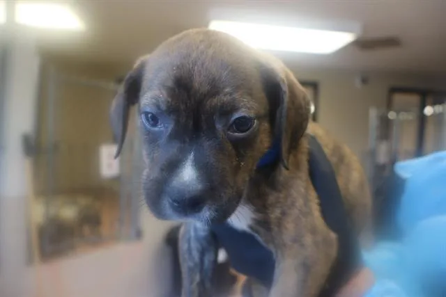 A baby small-sized male Mixed Breed dog named Tex Mex for adoption in Columbia, SC
