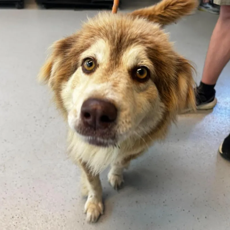A young medium-sized female Brown / Chocolate Australian Shepherd dog named Nina for adoption in Huntington, WV