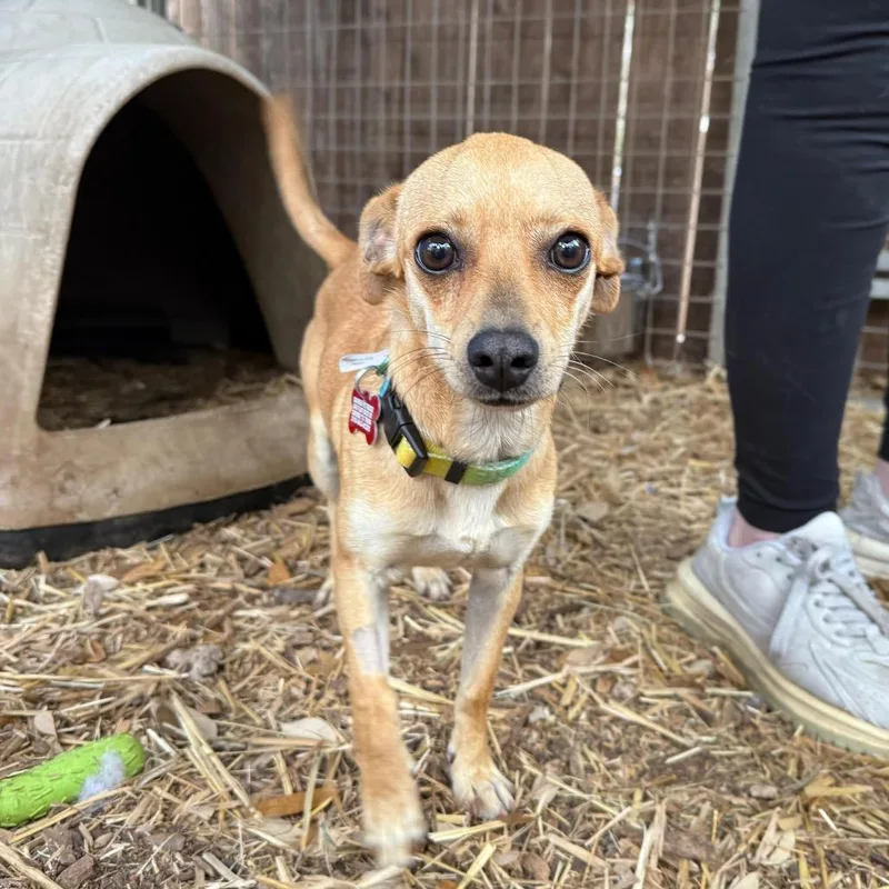 A young small-sized female Yellow / Tan / Blond / Fawn Chihuahua dog named Nina for adoption in Boerne, TX