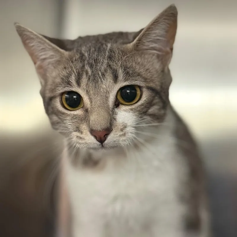 A young medium-sized female Gray / Blue / Silver Domestic Short Hair cat named Crayon for adoption in Pauls Valley, OK