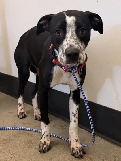 A young medium-sized female Black Pit Bull Terrier dog named Maya for adoption in Cleveland, OH