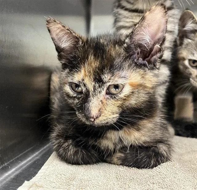 A baby small-sized female Domestic Short Hair cat named Mina for adoption in Tavares, FL