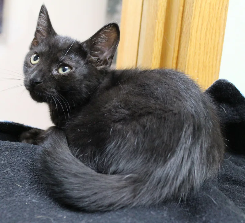 A baby medium-sized male Domestic Short Hair cat named HeMan for adoption in Portage, WI