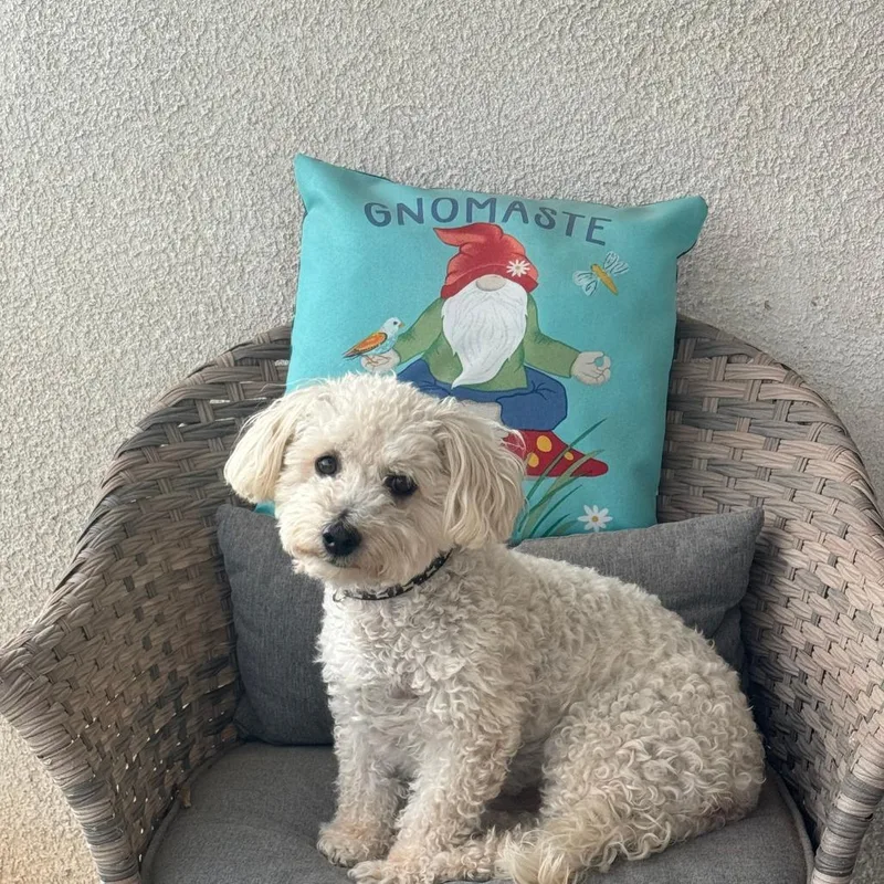 Brody