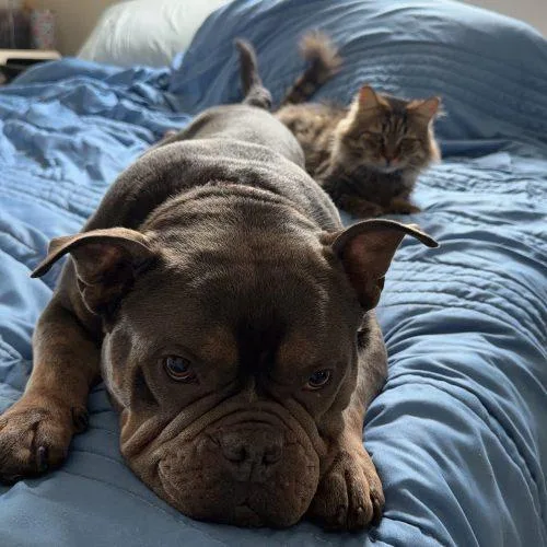 A young large-sized female Brown / Chocolate English Bulldog dog named Nala for adoption in Fort Lauderdale, FL