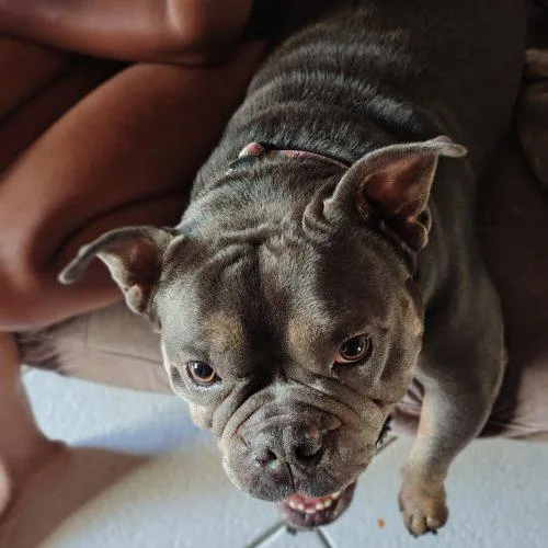 Nala thumbnail 3