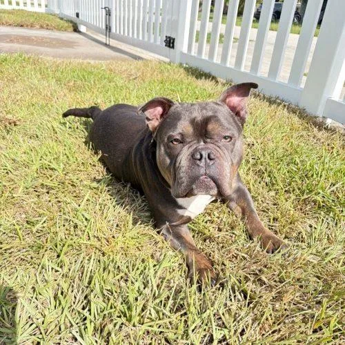 Nala thumbnail 5