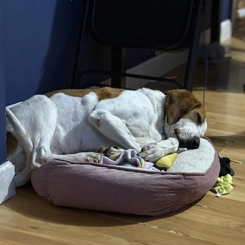A senior medium-sized female White / Cream Treeing Walker Coonhound dog named Trixie Marie for adoption in Harrisonburg, VA